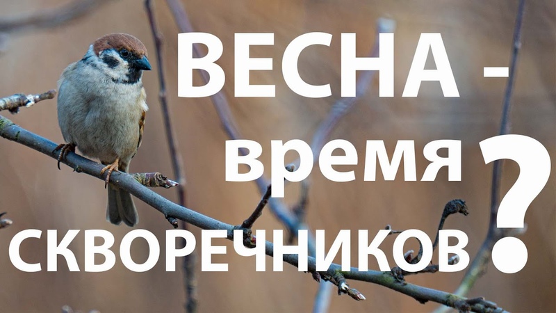 Весна время скворечников Когда можно повесить синичник или