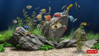Calming aquarium with bubble and water sound No music You will rest with this video @sitdownandrest
