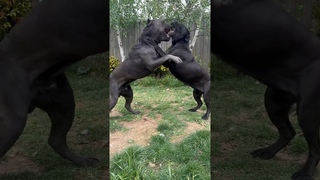 Cane Corso FIGHT or play       #italianmastiff #canecorso #dogfight #bigdog #strongdog