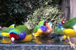 Gouldian finches bathing with their friends in an outdoor planted aviary