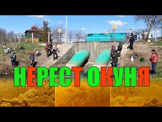 ИЩУ РЫБУ НА ГЭС!!! ТАБУНЫ РЫБЫ!!! Как проходит нерест окуня. Подводные съёмки.
