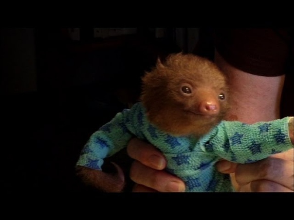 Tiny Baby Sloth gets the Onesie Treatment Meet The Sloths Animal