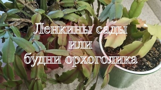 Пересадка шлюмбергеры (декабриста) Пробую посадку на фитиль