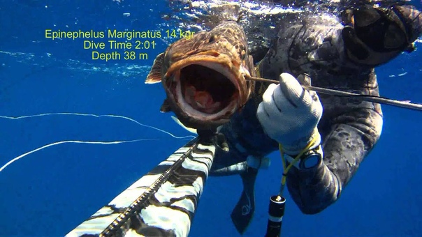 Spearfishing and Great Expectations Babis