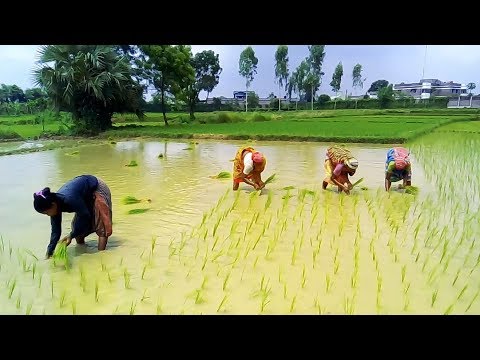 Women Farming Videos In Rajshahi Area Of