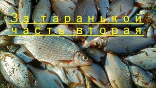 За таранью продолжение