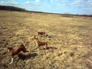 прогулка басенджи_basenji