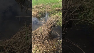 Ручей с родниковой водой #природабеларуси #форель #бобер #боброваяплотина #river #wildnature #beaver