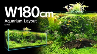 ADAview Exotica  -W180cm Aquarium Layout-EN/JP Sub.