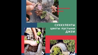 СУККУЛЕНТЫ Цветы пустыни  Джем