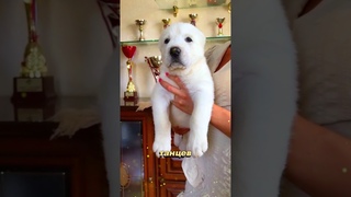 Собака, которая охраняет твой дом лучше сигнализации и не берёт за это зарплату  | АЛАБАЙ