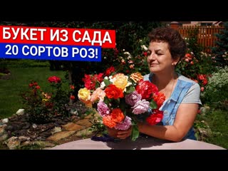 Букет из сада - 20 сортов роз!