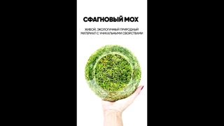 Мох сфагнум. Уникальные свойста, сферы его применения.