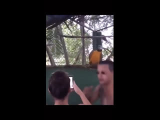 Зажигательный попугай