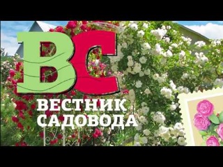 Укрытие роз на зиму: часть1