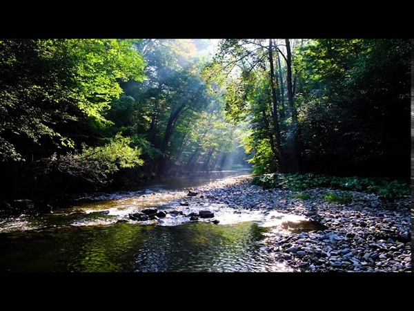 Утренний ручей в лесу ( Beautiful morning sun rays by the river in the green