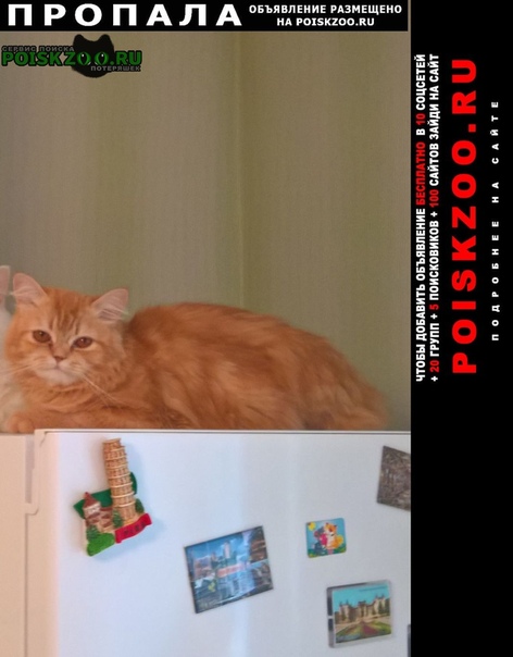 потерялась кошка тамбов