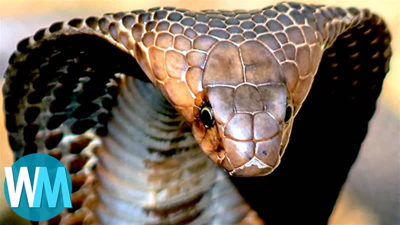 Top 10 TERRIFYING Snakes That Will Probably KILL