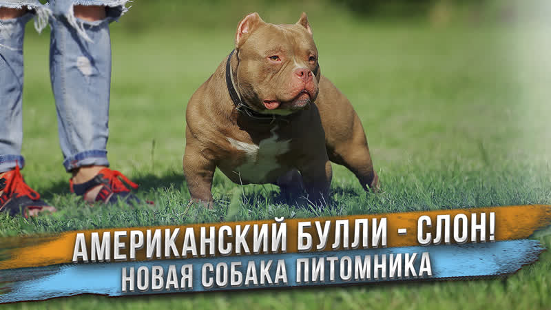 У нас новая собака Слон Яркий представитель породы