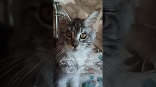 Cattery Maine Coon LinaVanLinx present for you male Vlad ds22 born February .