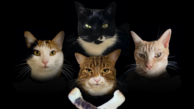 Bohemian Catsody A Rhapsody Parody Song for Every Cat Queen and