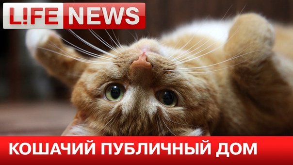 В Иркутске открыли первый кошачий публичный