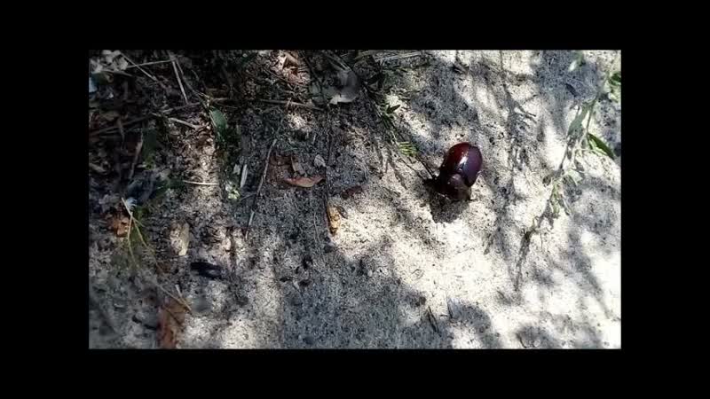 Сommon rhinoceros beetle is a species of coleoptera, belonging to the lamellar family 常见的犀牛甲虫
