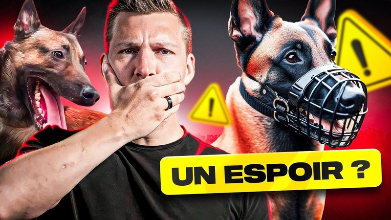 Quand un malinois devient