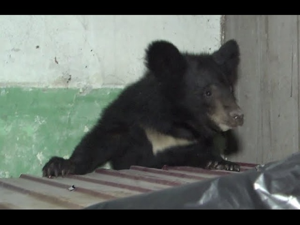 Wildlife Wins: Russian bear caught in residential area, escapes