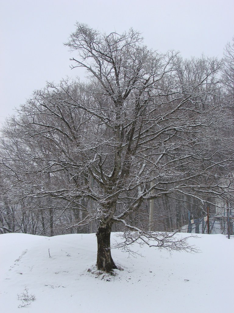 Андрей Лунев | Бровары
