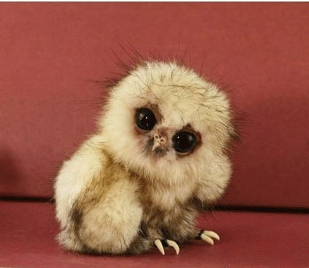 Елизавета Дадаханова | Пушкин