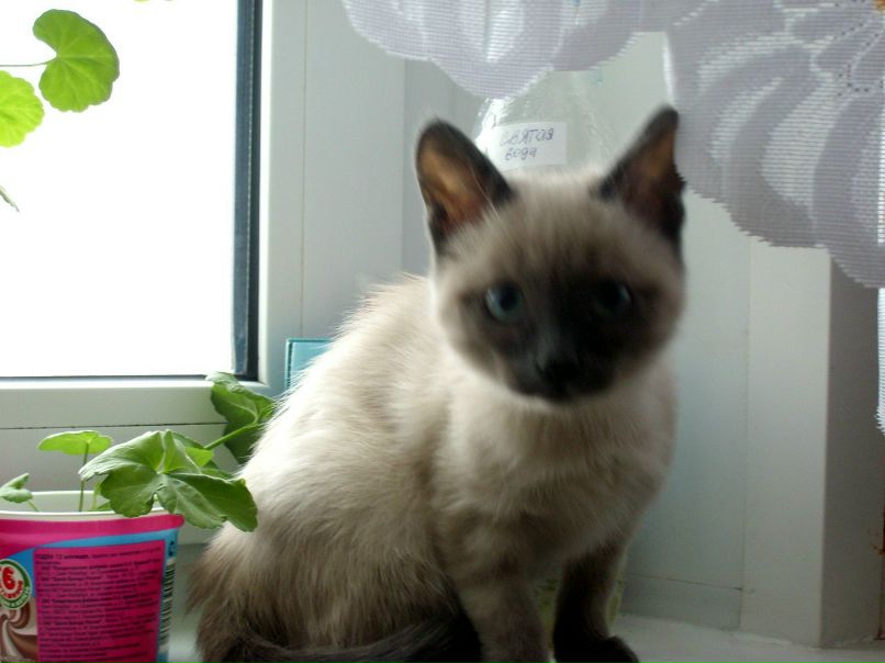 Леся Котманова | Ульяновск