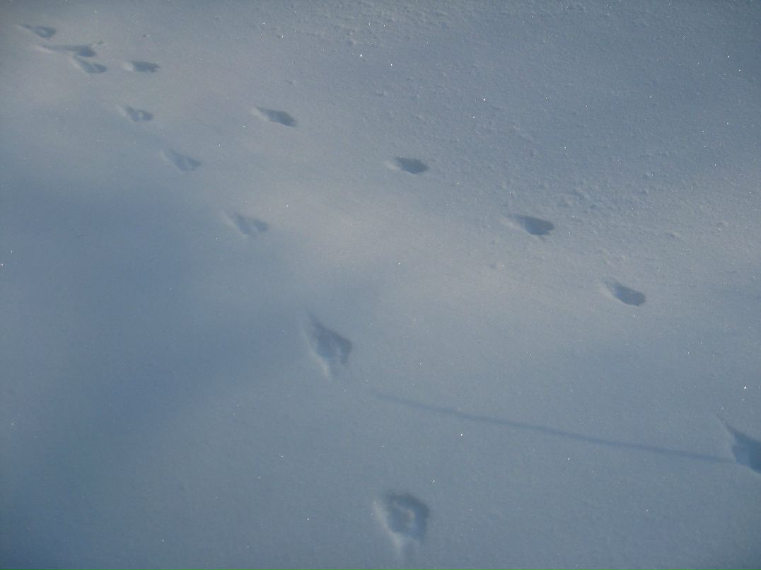 Валерия Ариненко | Санкт-Петербург