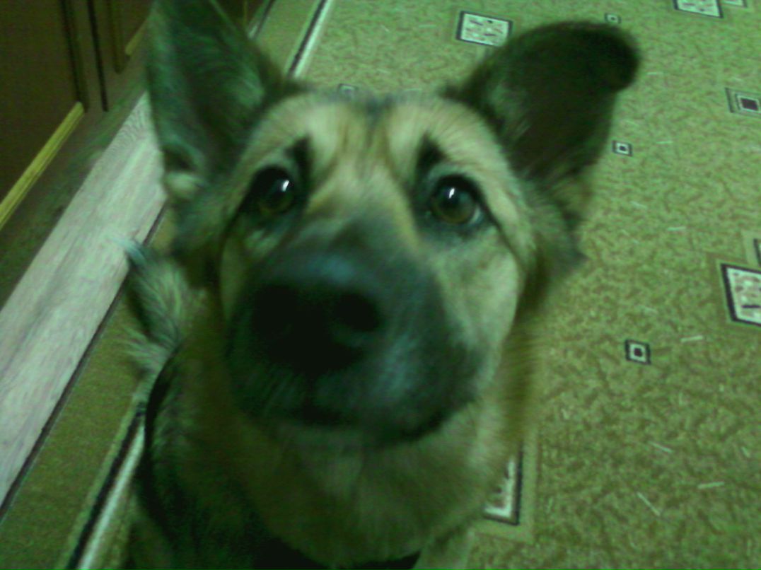 Владимир Мамаев | Ильинский