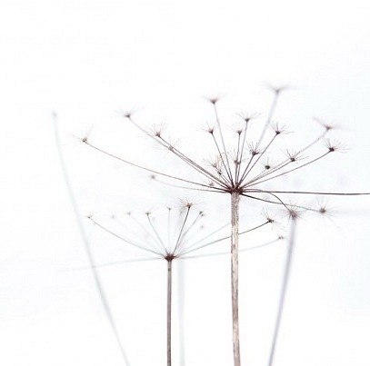 Vimala Марджари ₪ | 