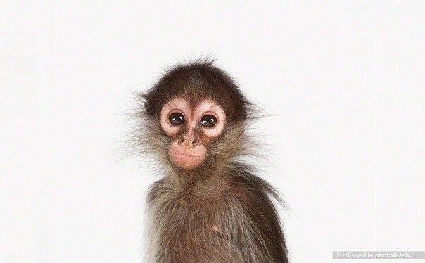 Вадим Мотузюк Snake | Славута