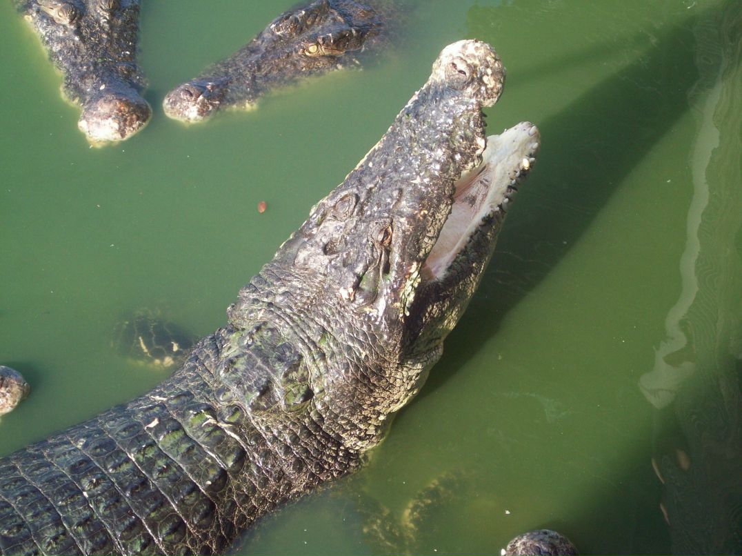 Инна Третьякова | Воронеж