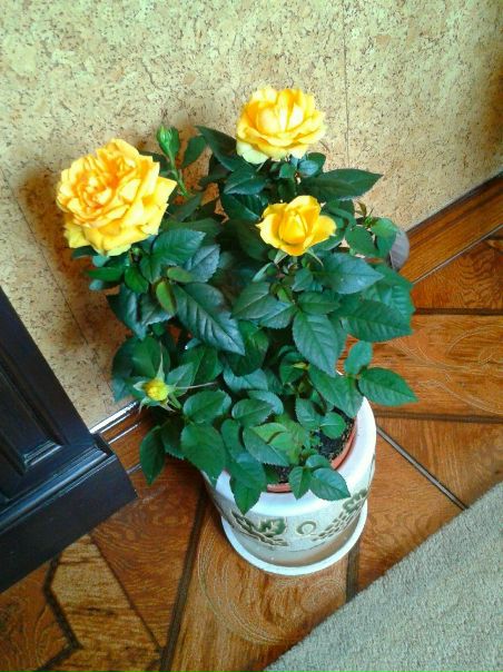 №167, Ольга Козлова №167, Ольга Козлова