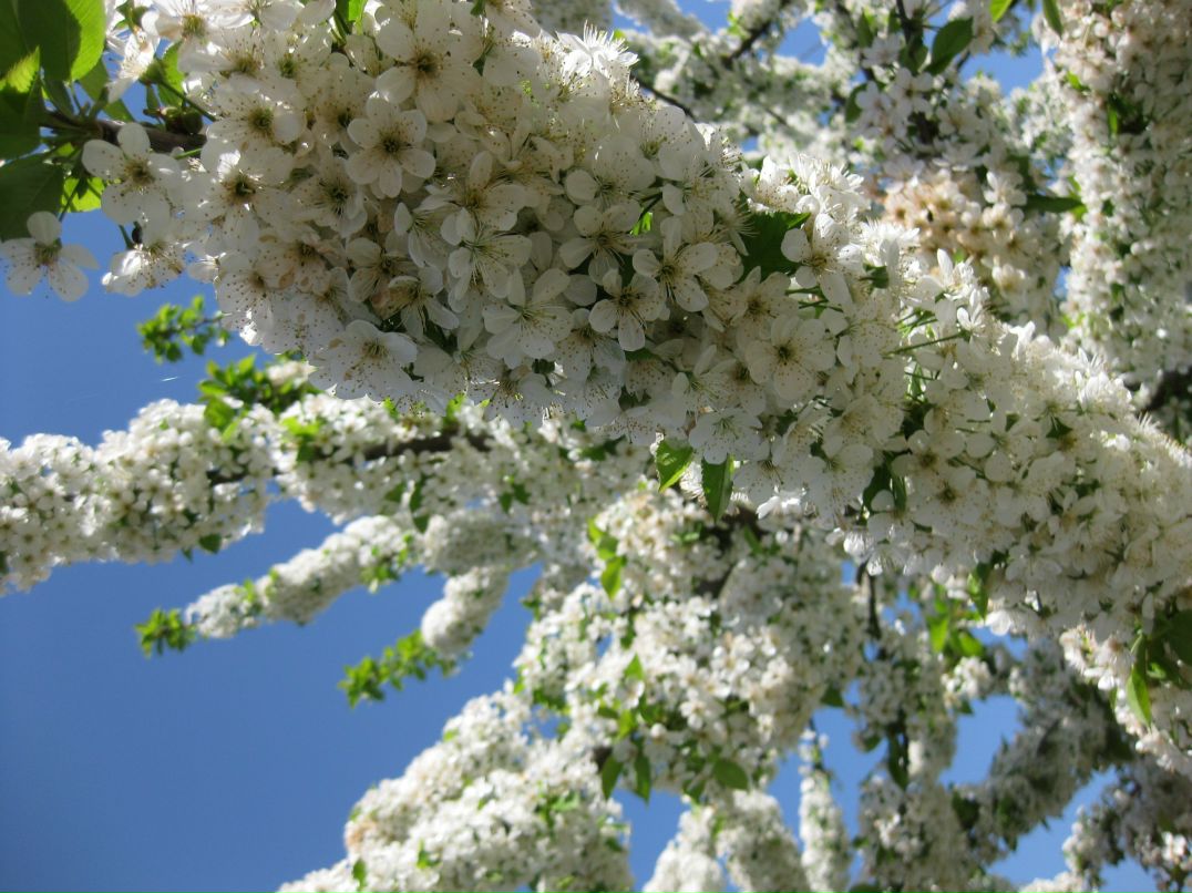 Юлия Погодаева | Обухов