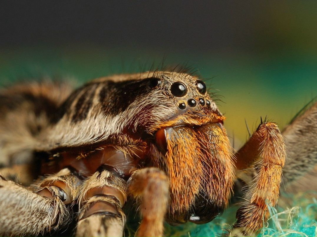 Юрій Моса | Львов