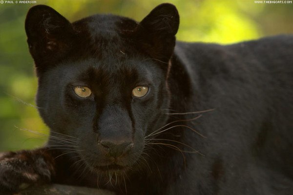 Guru Guru | Великий Новгород