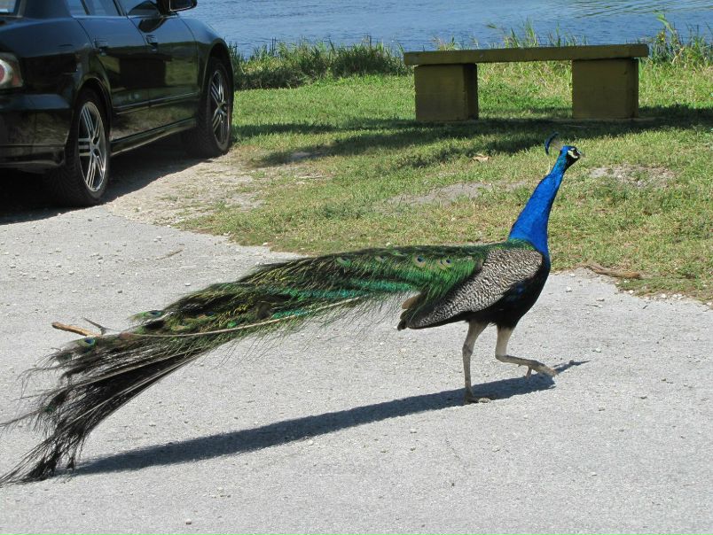 №21, Николай Тепляков, Auckland №21, Николай Тепляков, Auckland