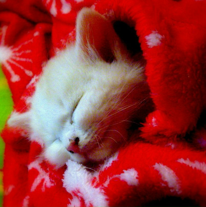 Светлана Хабибова | Тюмень