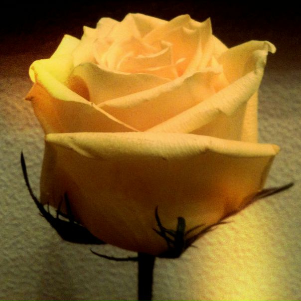 №16, Angelina Sharme, Москва, Россия №16, Angelina Sharme, Москва, Россия