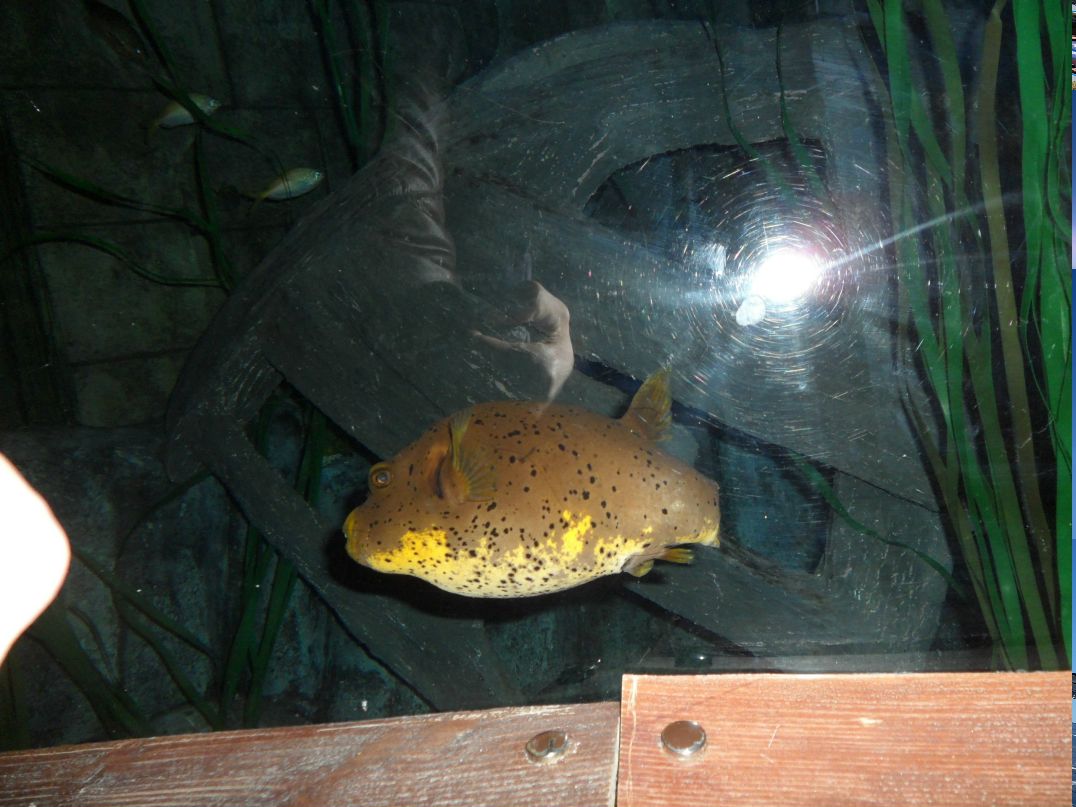 Алла Сіроклин | Бар