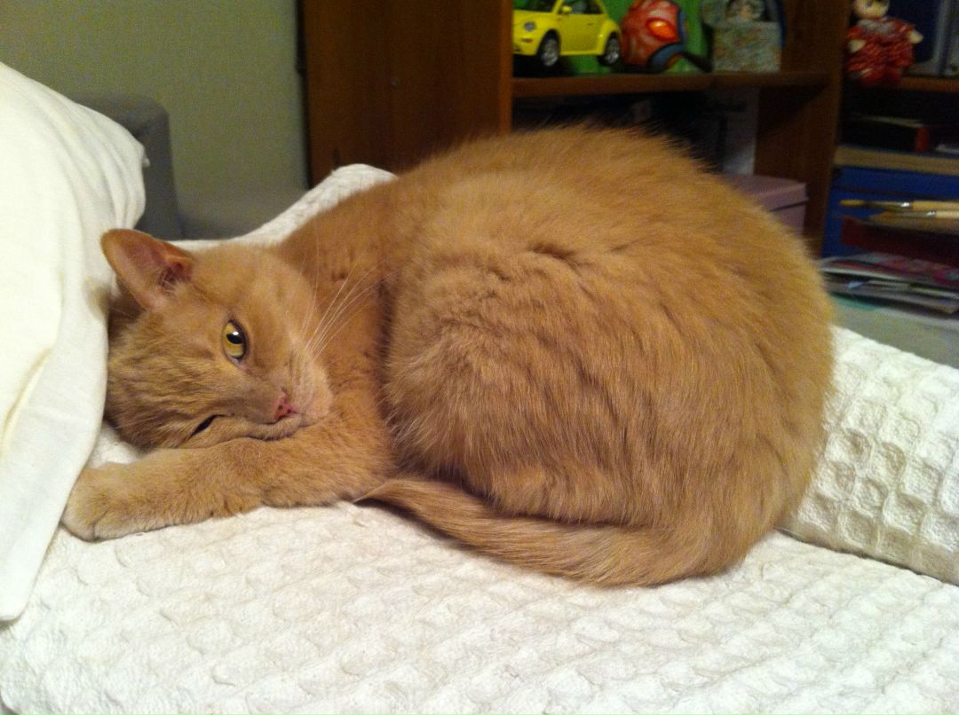 Ольга Черкашина | Санкт-Петербург