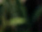 Константин Ляховец FoxHz | Тверь