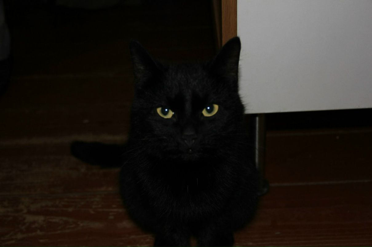 Камилла Дубровина | Санкт-Петербург