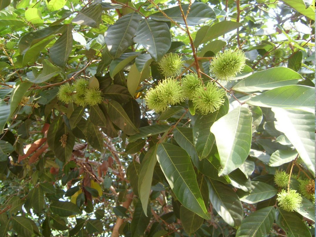 Олеся Анисимова | Санкт-Петербург