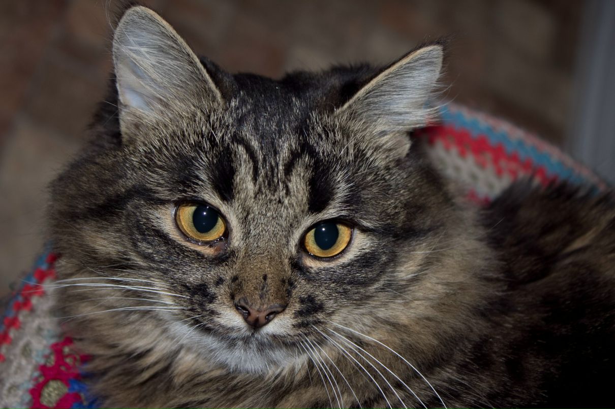 Наталья Широкова | Москва